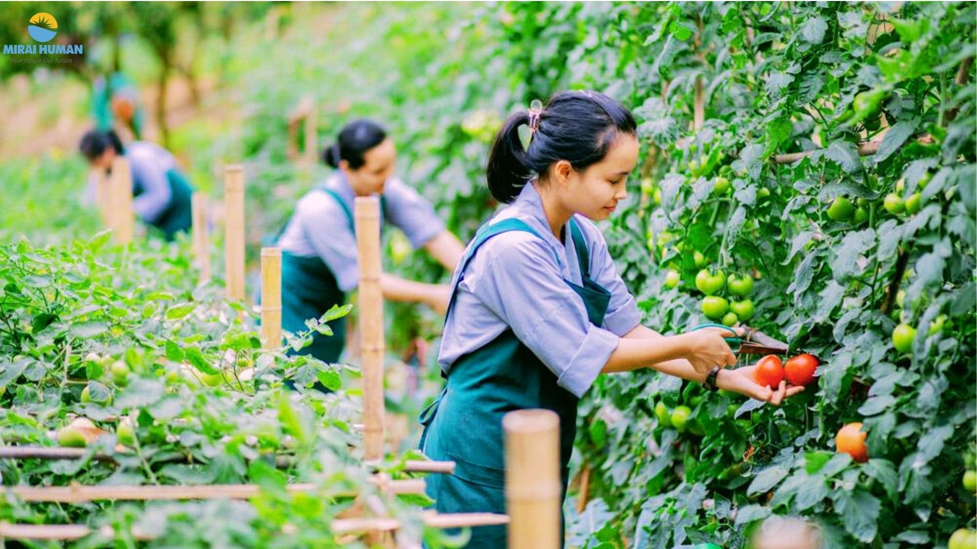 Thông báo tuyển dụng đơn hàng nông nghiệp Nhật Bản bán công xưởng tại Miyazaki, nhận đến 35 tuổi, lương 176.638 yên