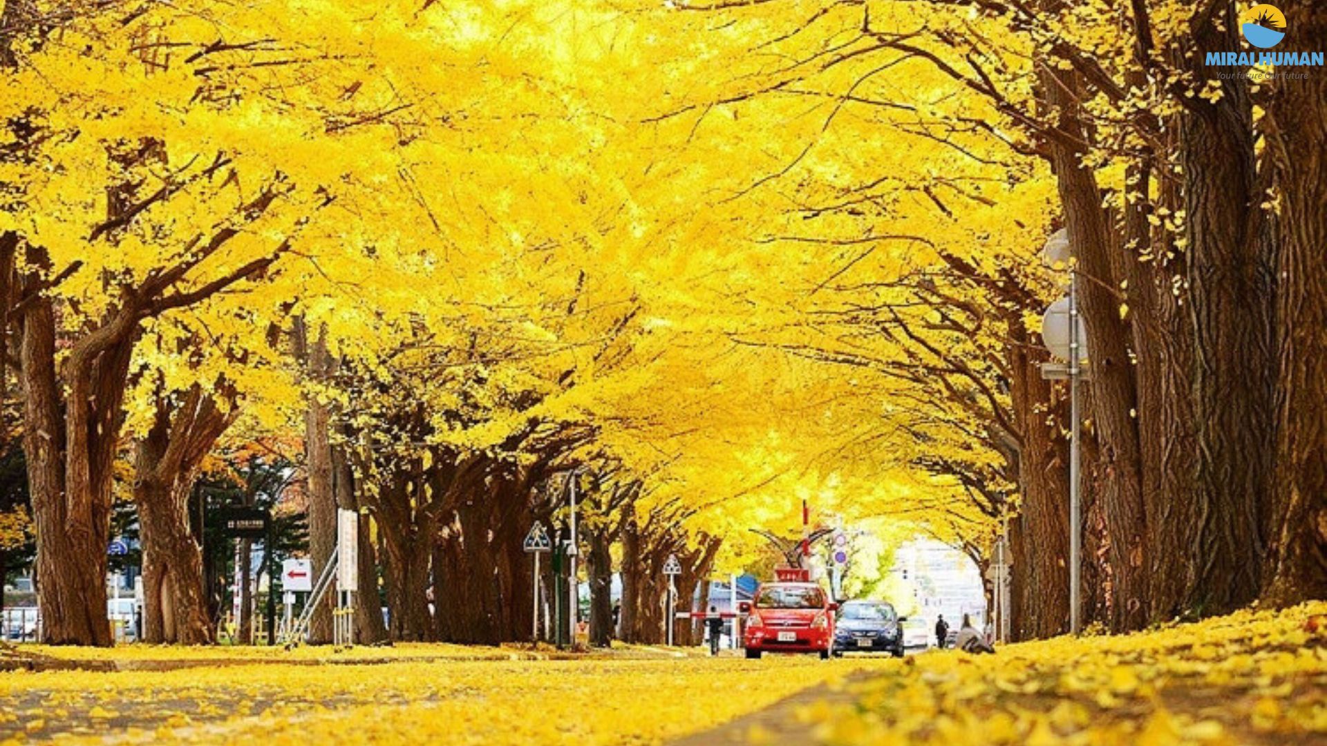 Mùa thu Nhật Bản - Chiêm ngưỡng Icho Namiki đổ vàng